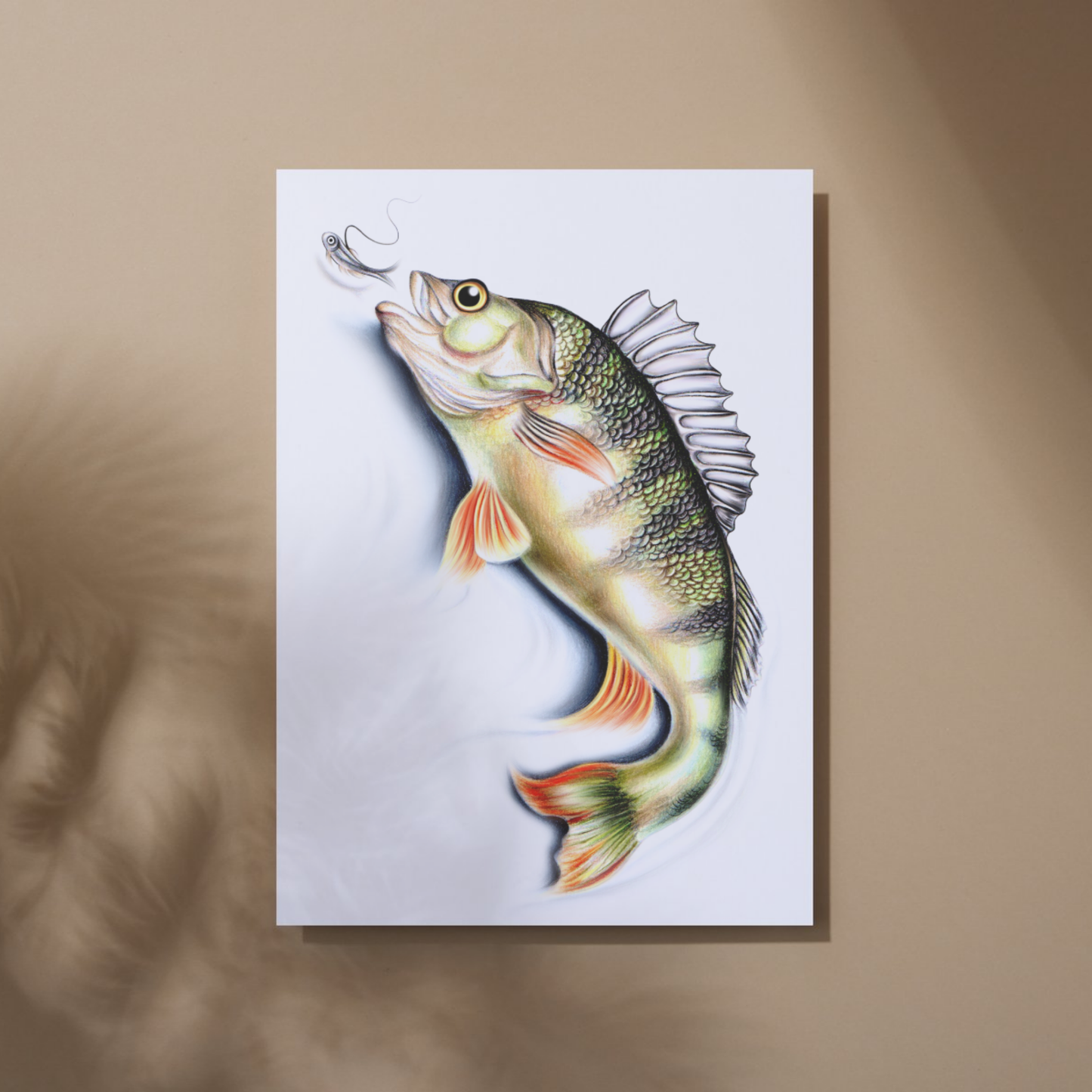 Perch -Art Print (Fish)