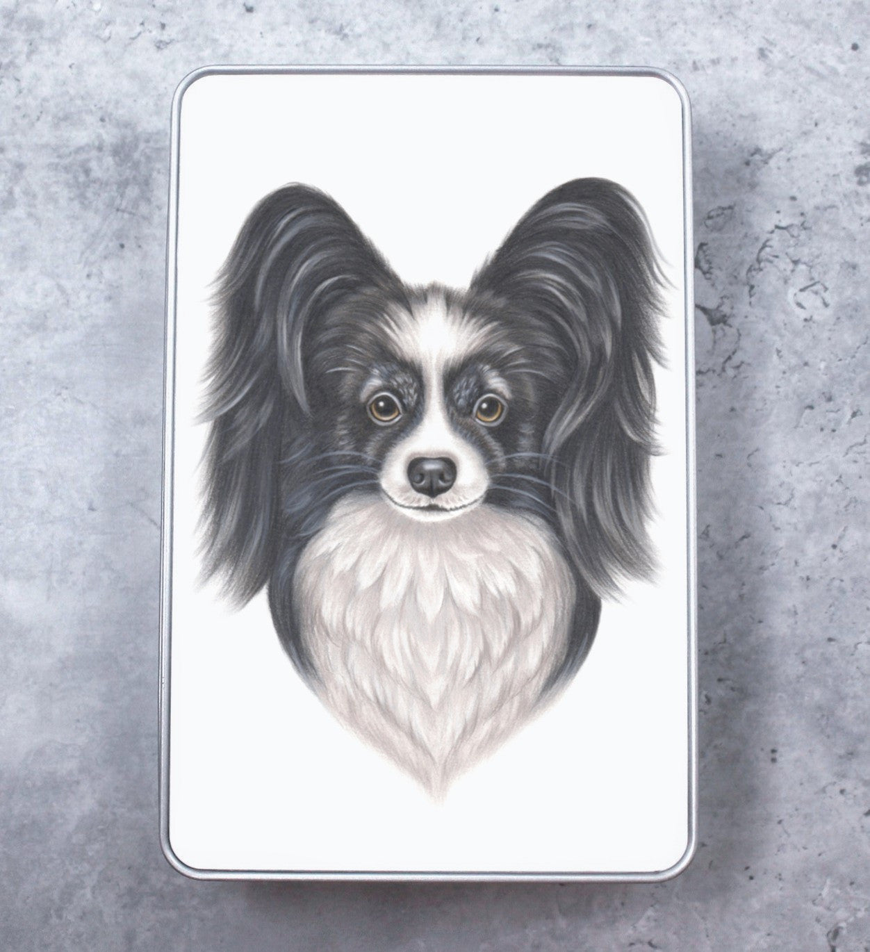 Perhoskoira Mustavalkoinen Papillon -Peltirasia (Koirarodut)