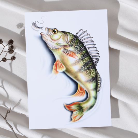 Perch -Art Print (Fish)