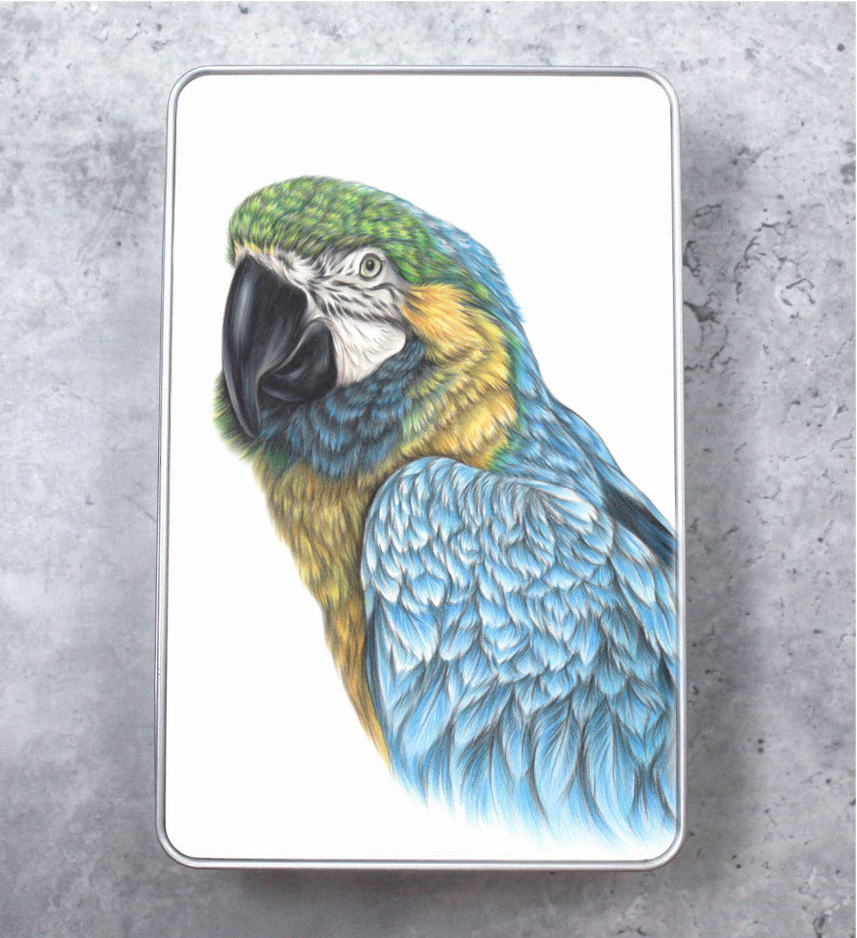 Macaw Sinikelta-Ara -Peltirasia (Papukaija)