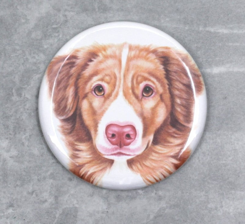 Nova Scotia Duck Tolling Retriever / Toller-Nappy (hundraser)