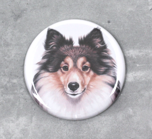 Shetland Sheepdog / Sheltie - Button (Hundraser)